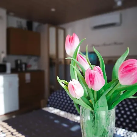 Ilmastoitu Vierassviitti - Roosa コッコラ